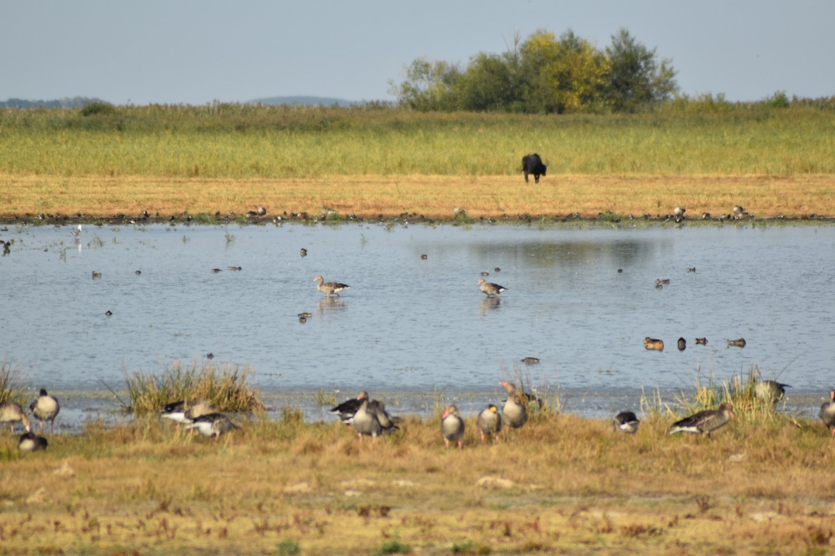 Graugans - ML645900969