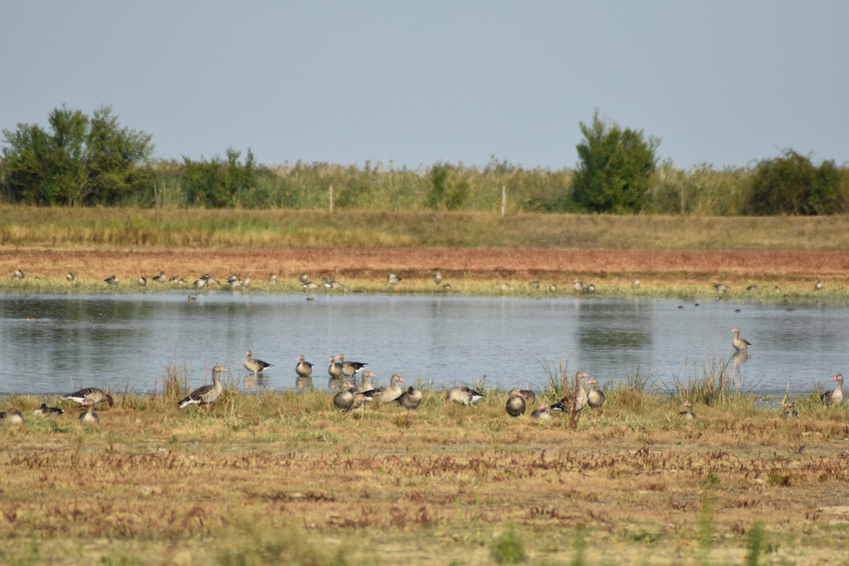 Graugans - ML645900970