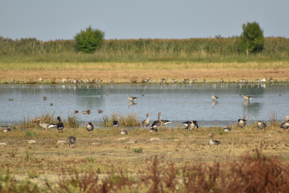 Graugans - ML645900971