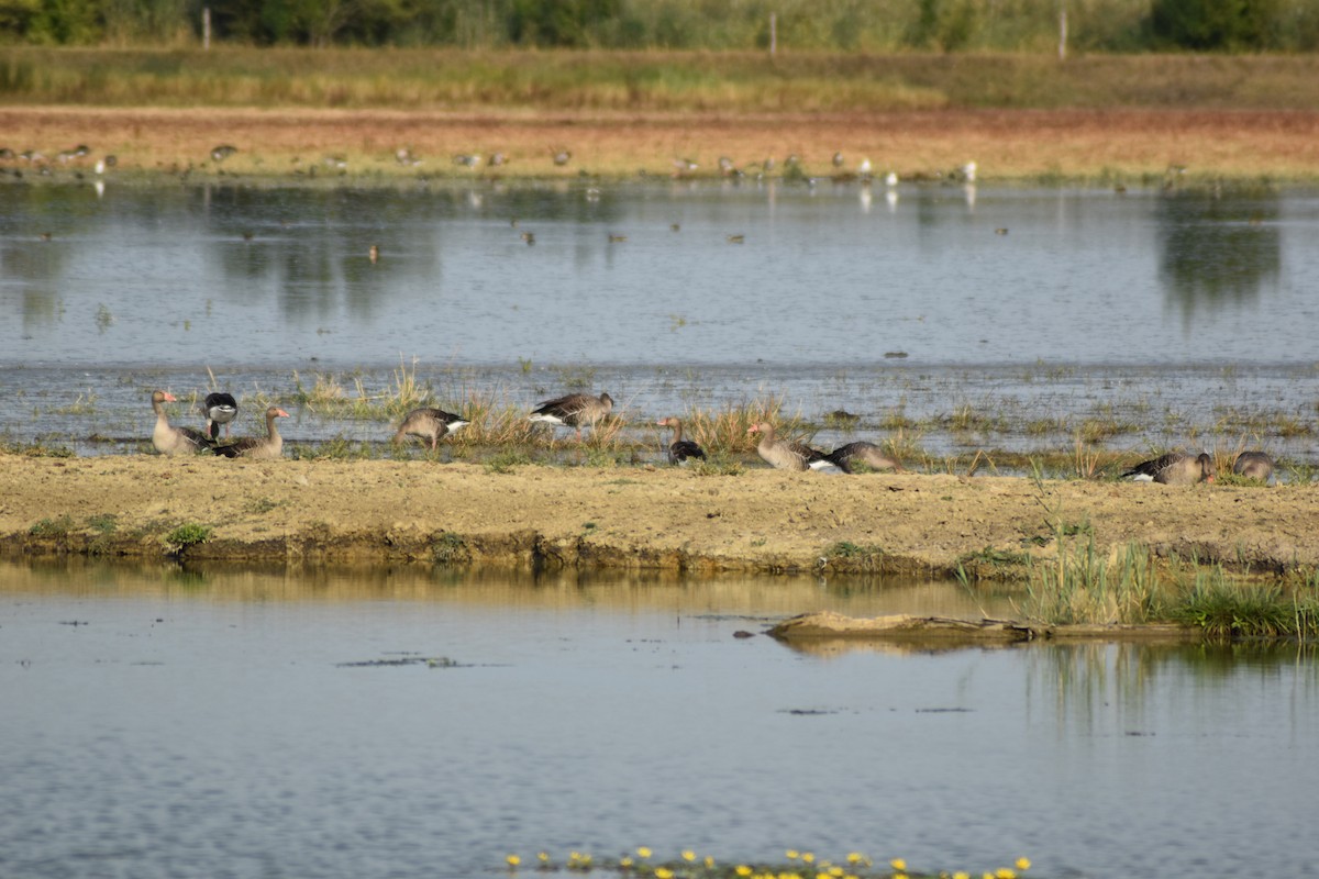 Graugans - ML645900972