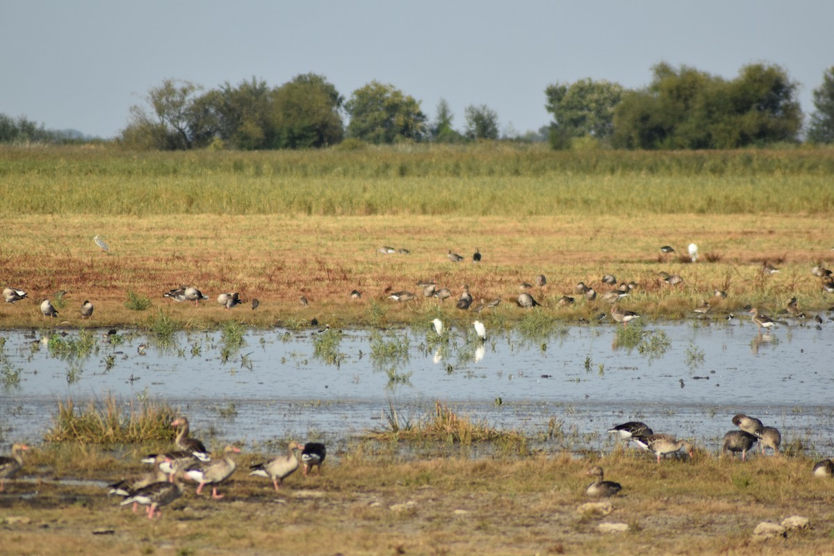 Graugans - ML645900974