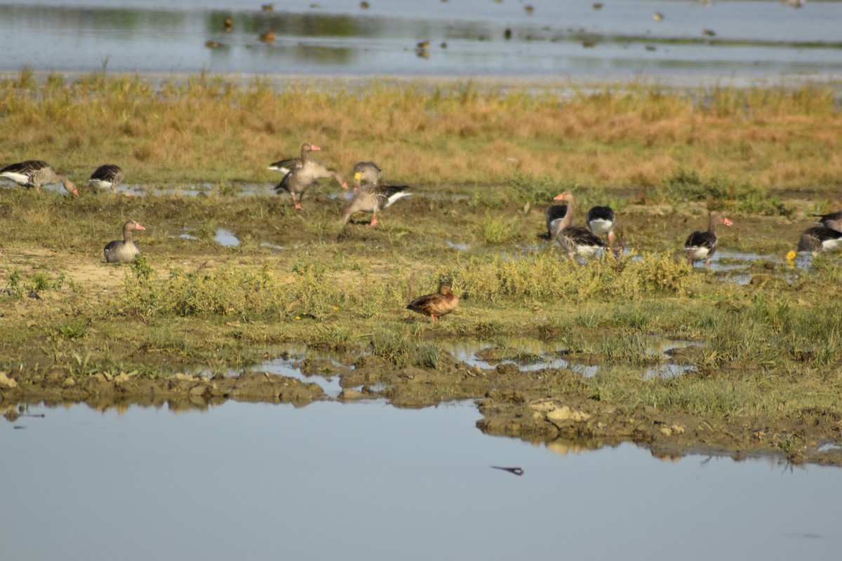 Graugans - ML645900975