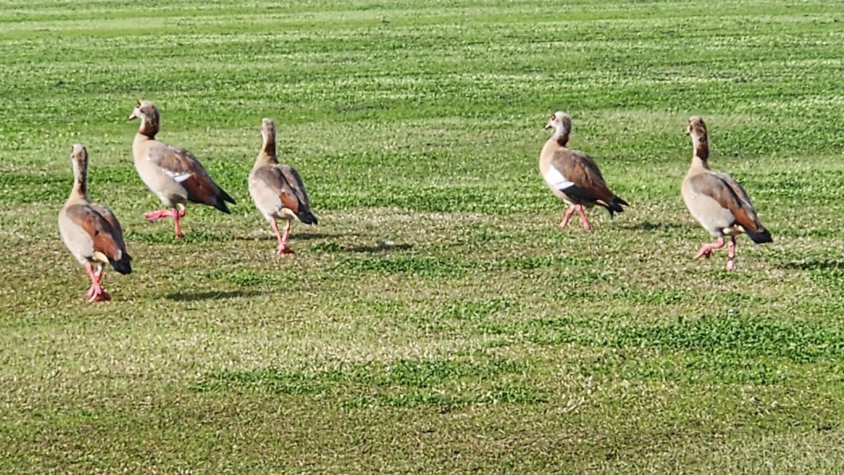 Nilgans - ML645900981