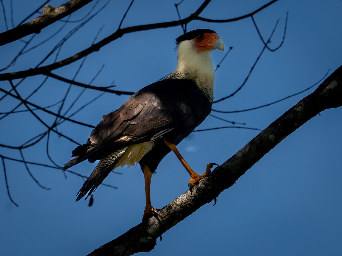 Schopfkarakara - ML645900982