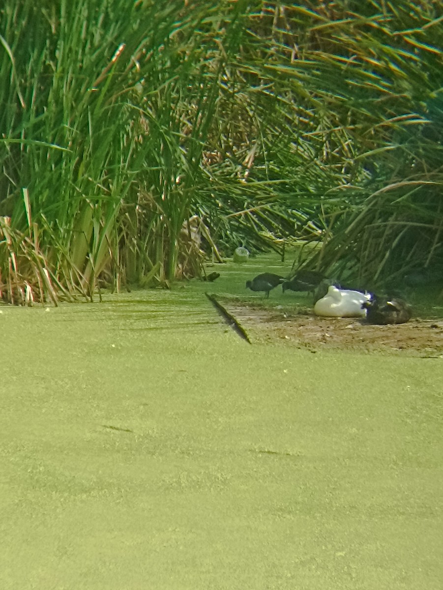 Carolinasumpfhuhn - ML645900983