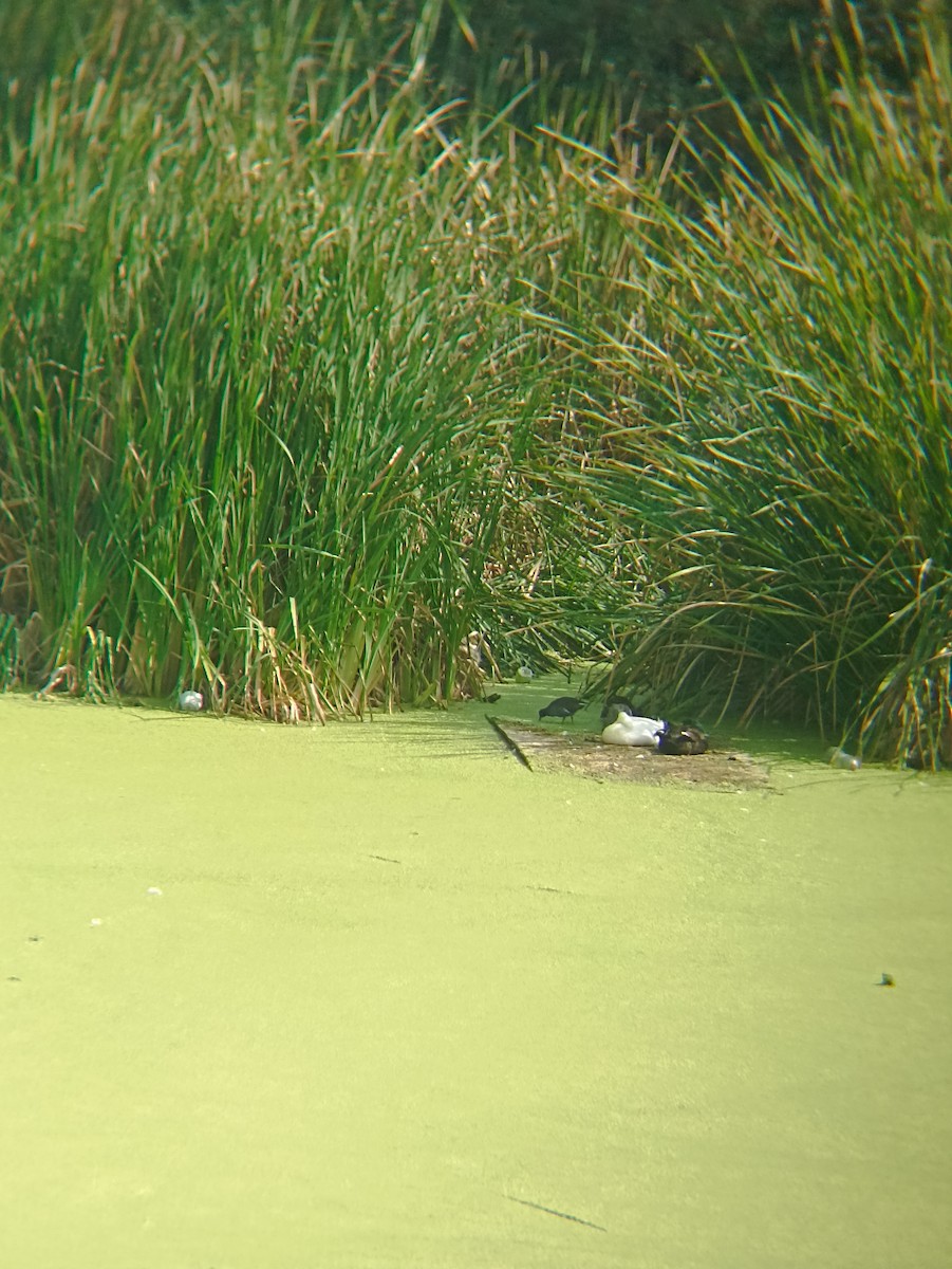 Carolinasumpfhuhn - ML645900986