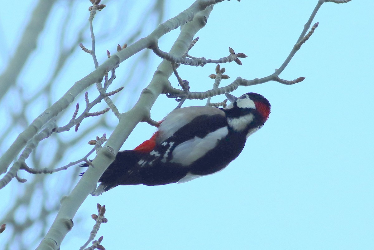 Buntspecht - ML645900987