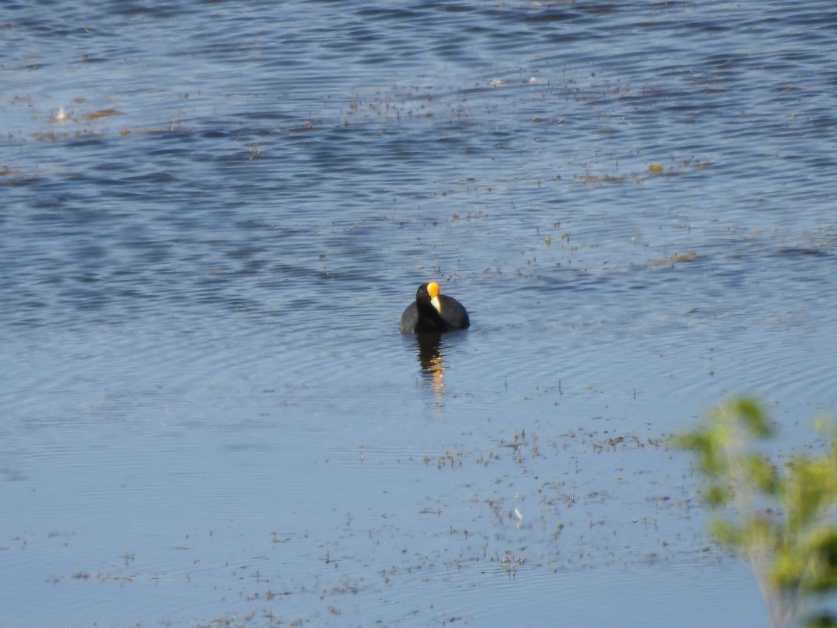 Weißflügel-Blässhuhn - ML645900989