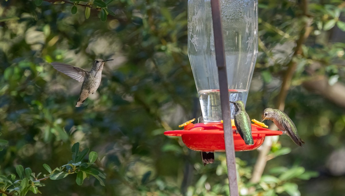 Annakolibri - ML645900991