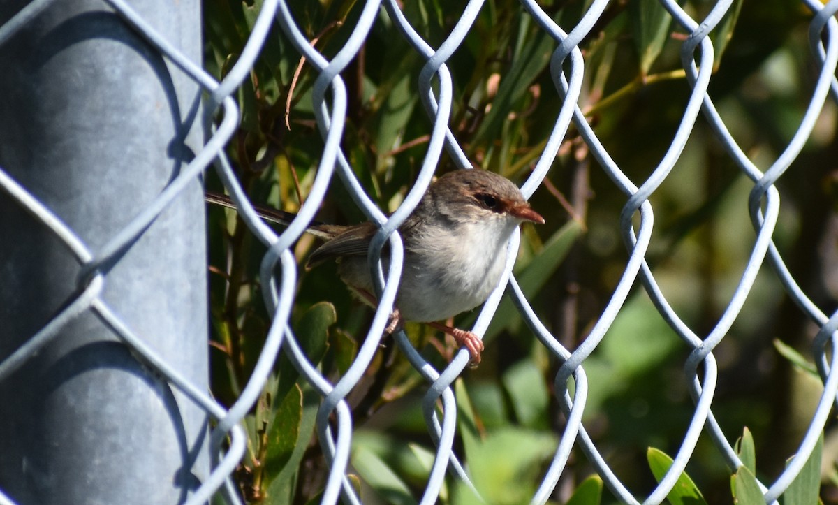 Prachtstaffelschwanz - ML645900992