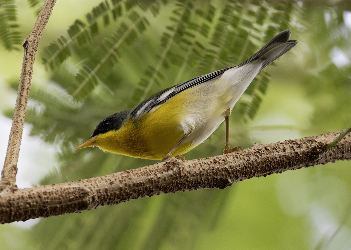 Elfenwaldsänger - ML645900997