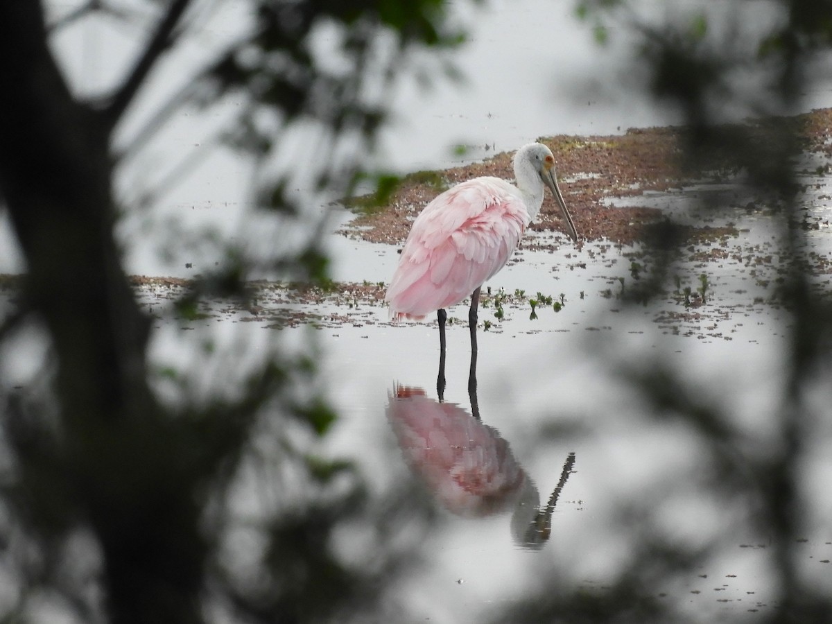 Rosalöffler - ML645901005