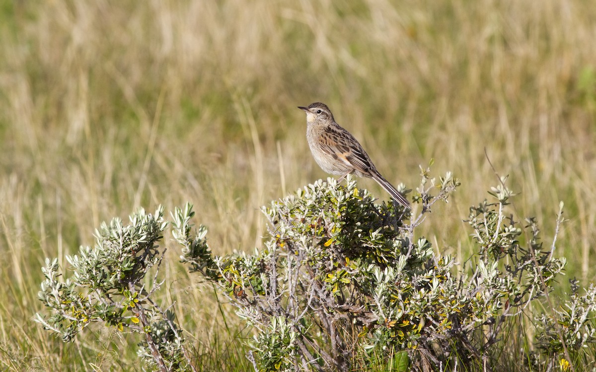 Graubrustcanastero - ML645901006