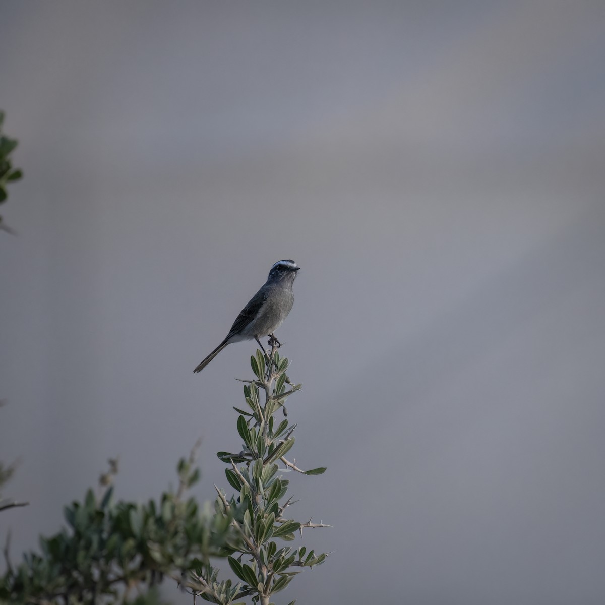 Graubauch-Schmätzertyrann - ML645901008