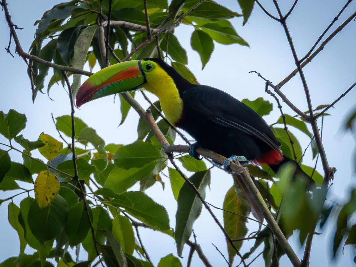 Fischertukan - ML645901009