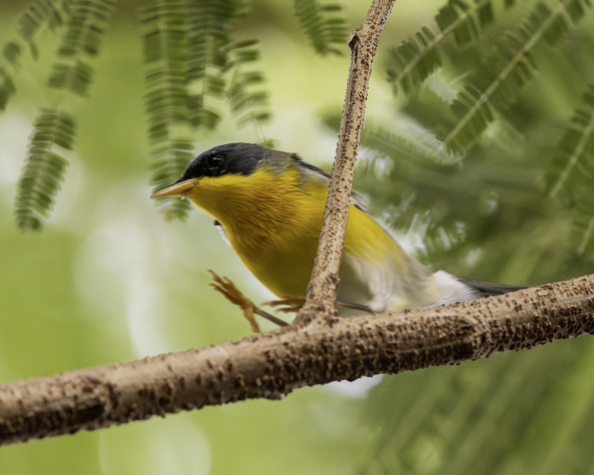 Elfenwaldsänger - ML645901011