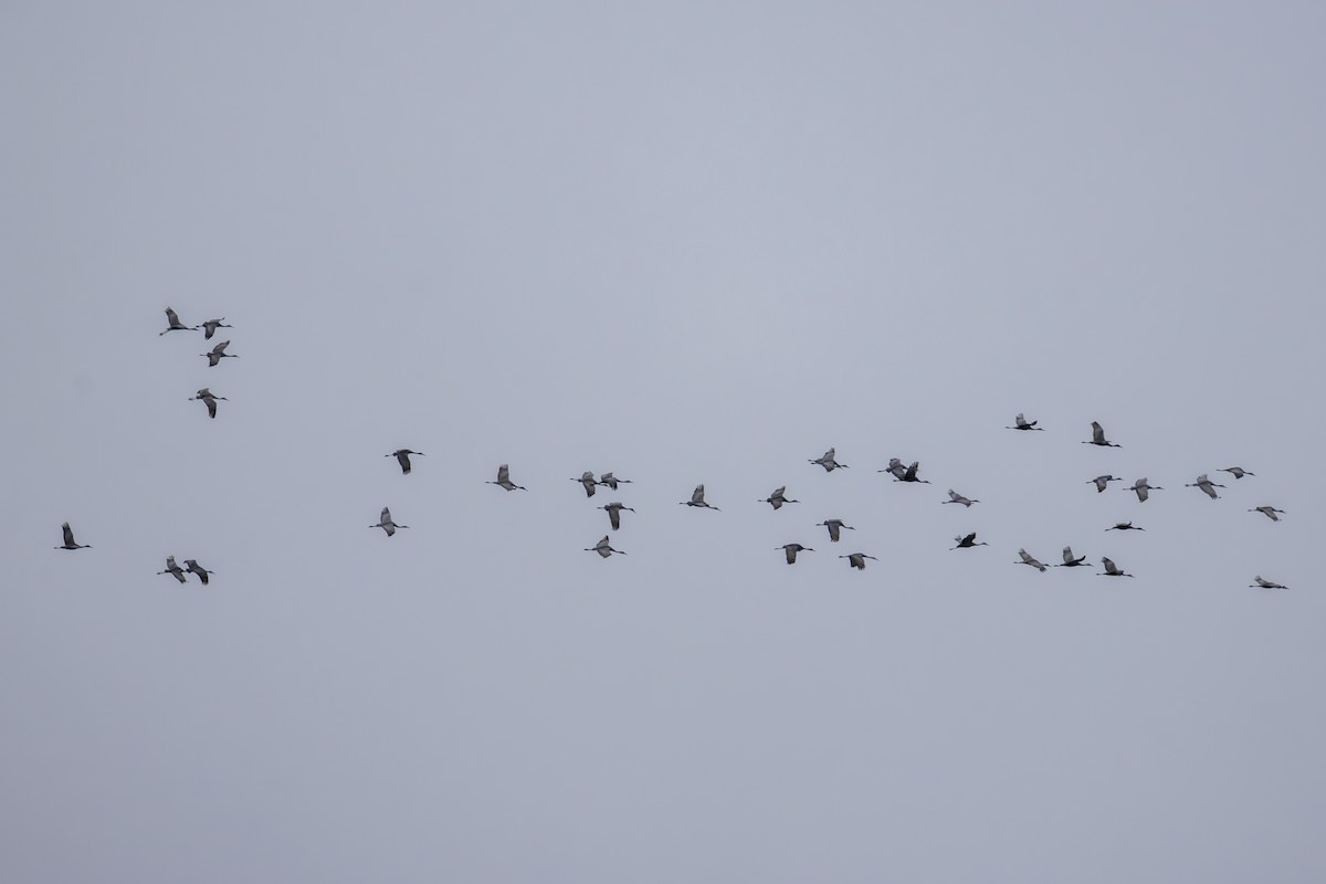 Sandhill Crane - ML645901012