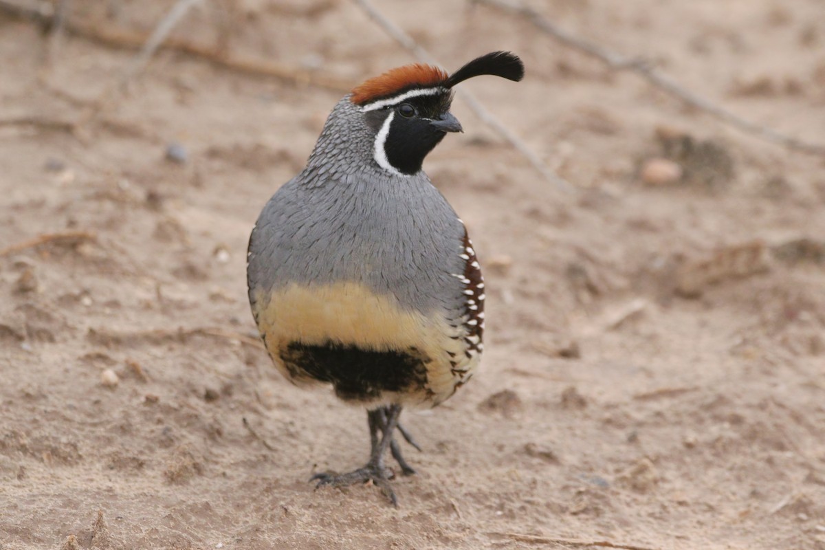 Gambel's Quail - ML645901031