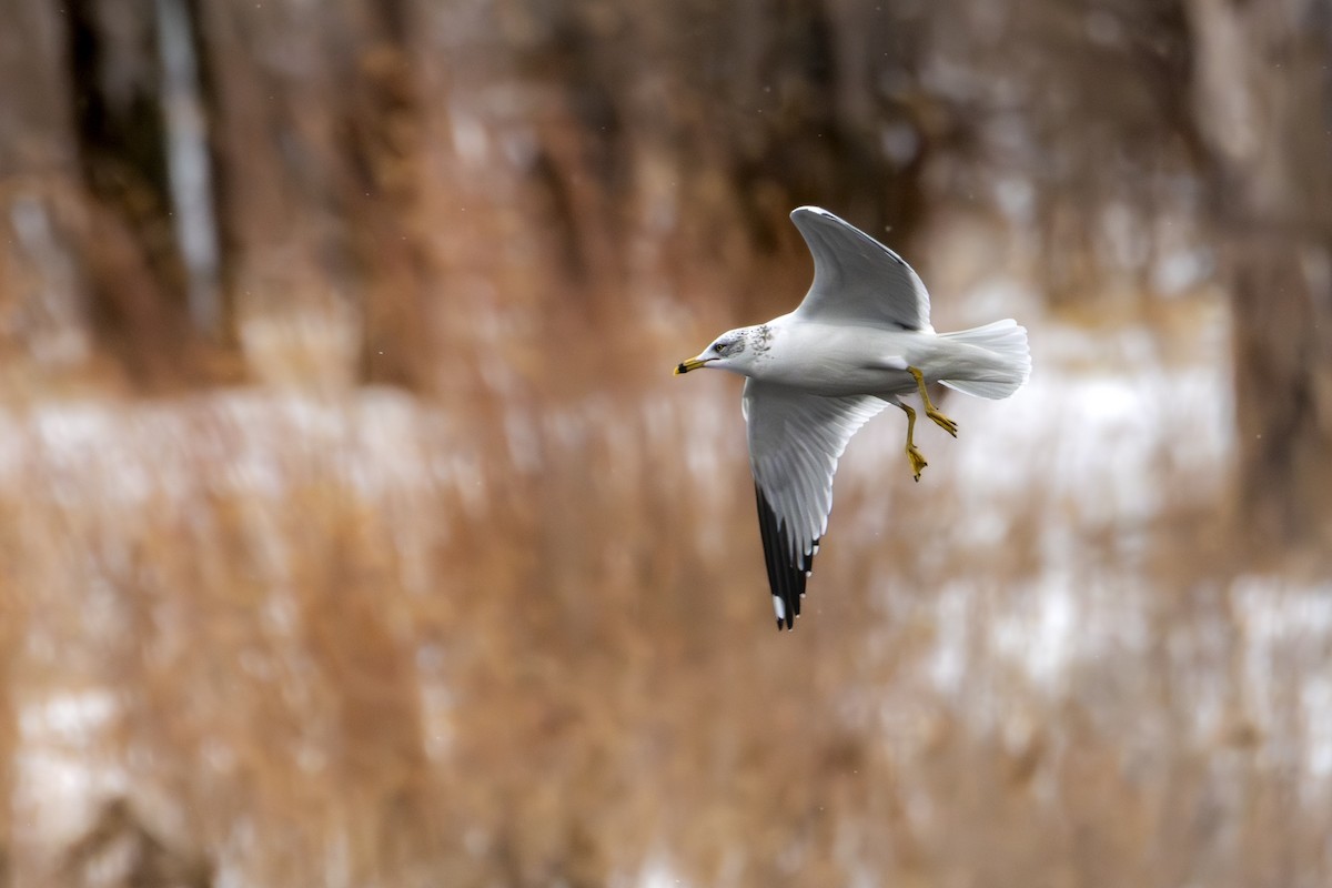 Ring-billed Gull - ML645901035