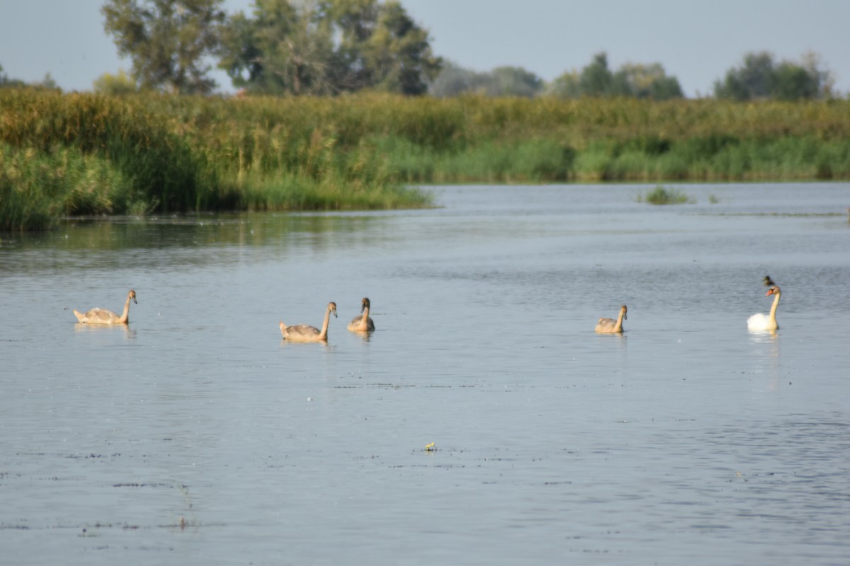 Лебідь-шипун - ML645901049