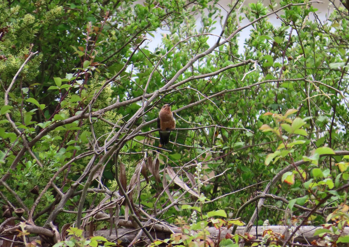 kolibřík velký - ML645901052