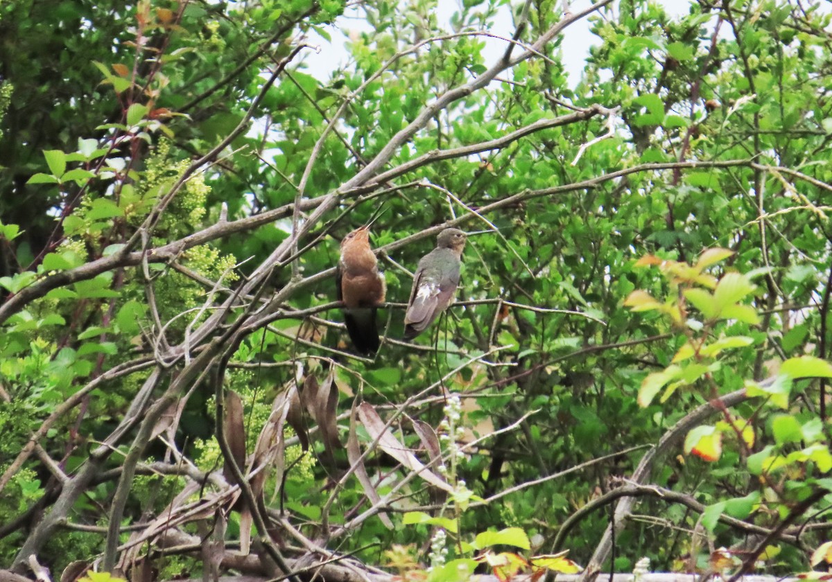 kolibřík velký - ML645901053