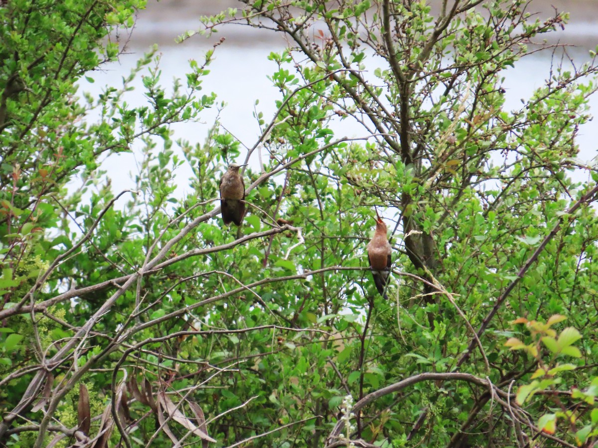 kolibřík velký - ML645901054