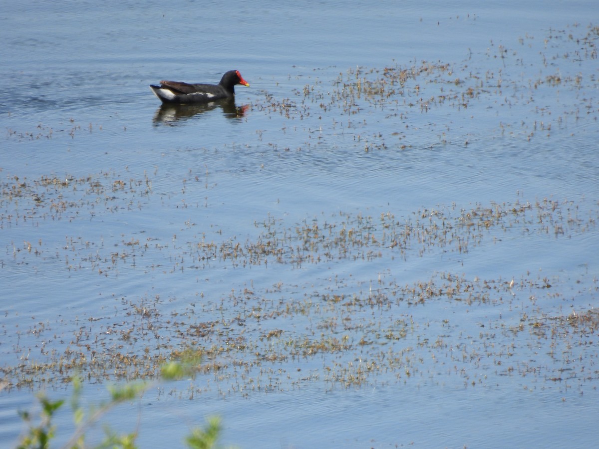 Курочка латиноамериканська - ML645901056