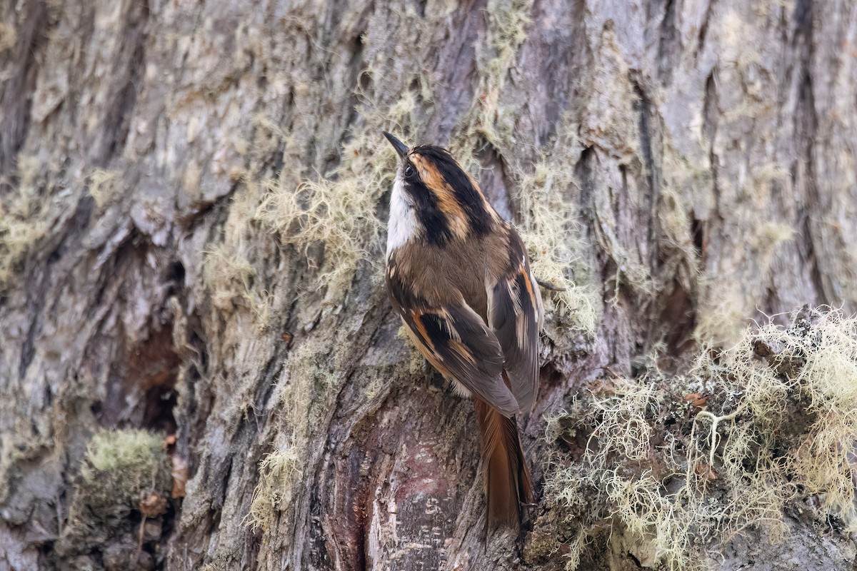 ハリオカマドドリ - ML645901061