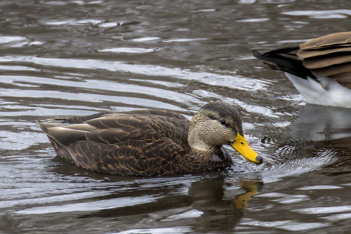 American Black Duck - ML645901062