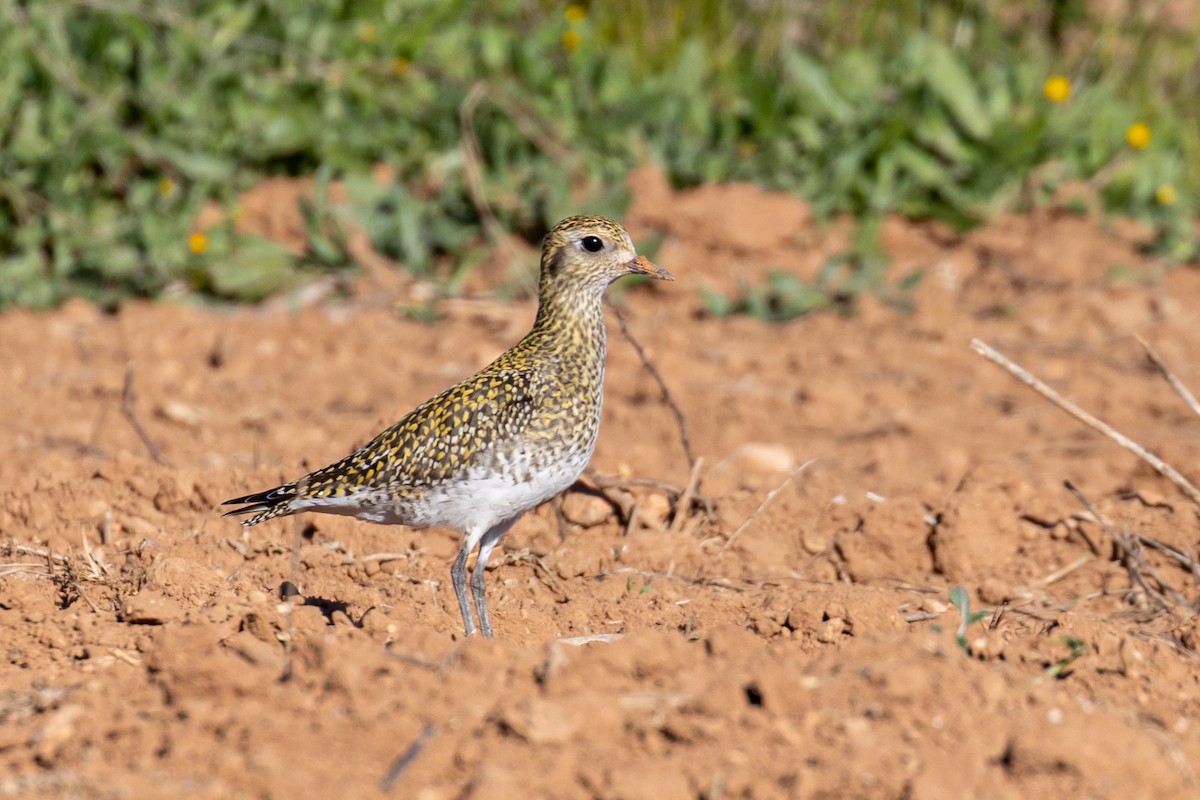 Сивка звичайна - ML645901085