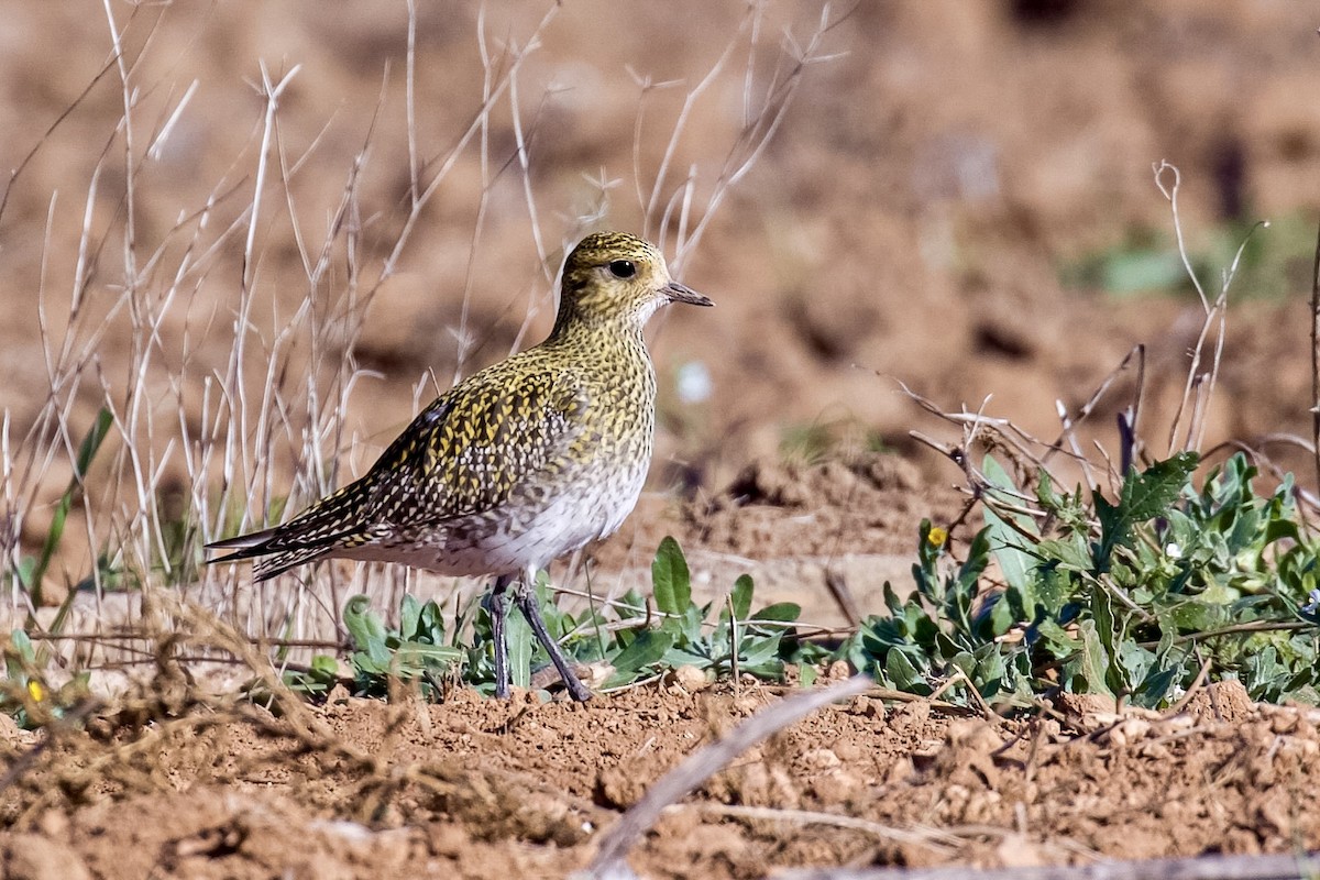 Сивка звичайна - ML645901086
