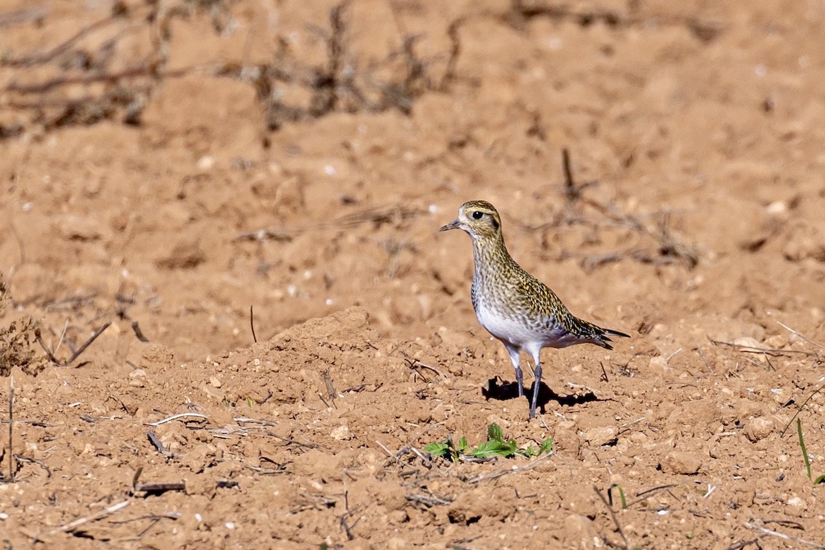 Сивка звичайна - ML645901087