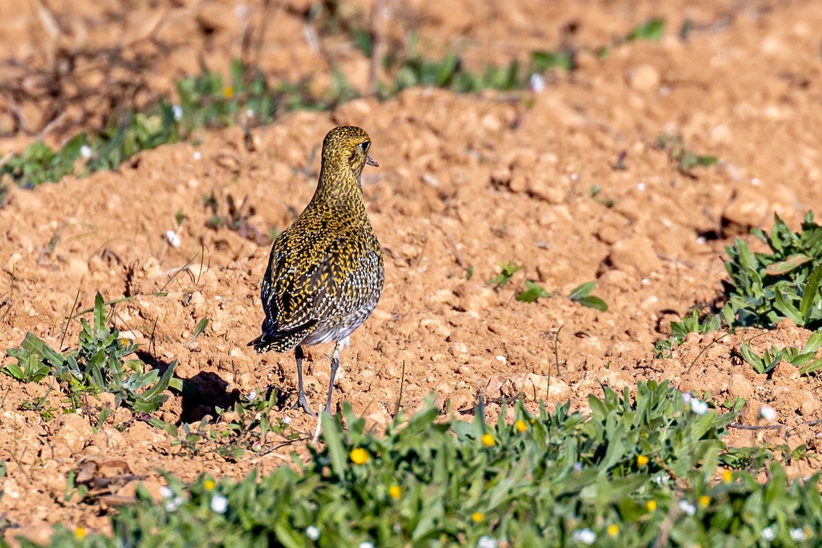 Сивка звичайна - ML645901088