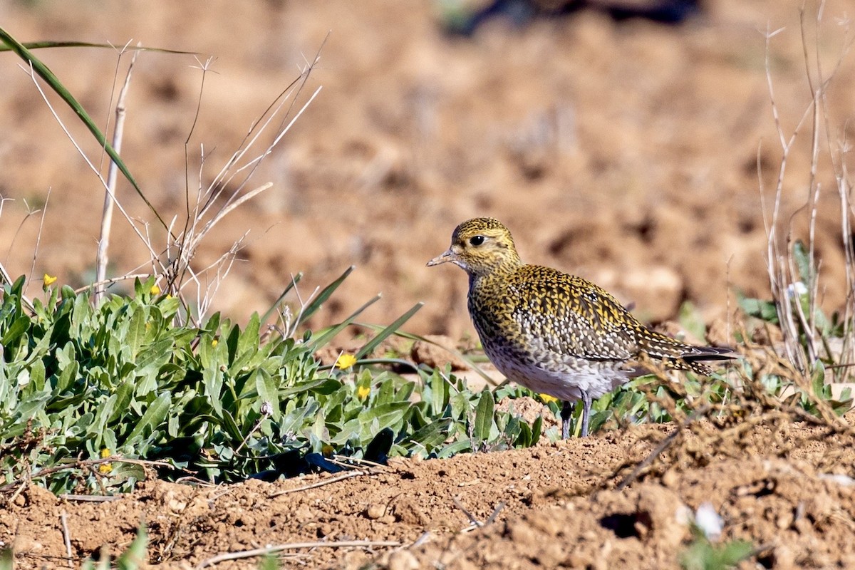 Сивка звичайна - ML645901089