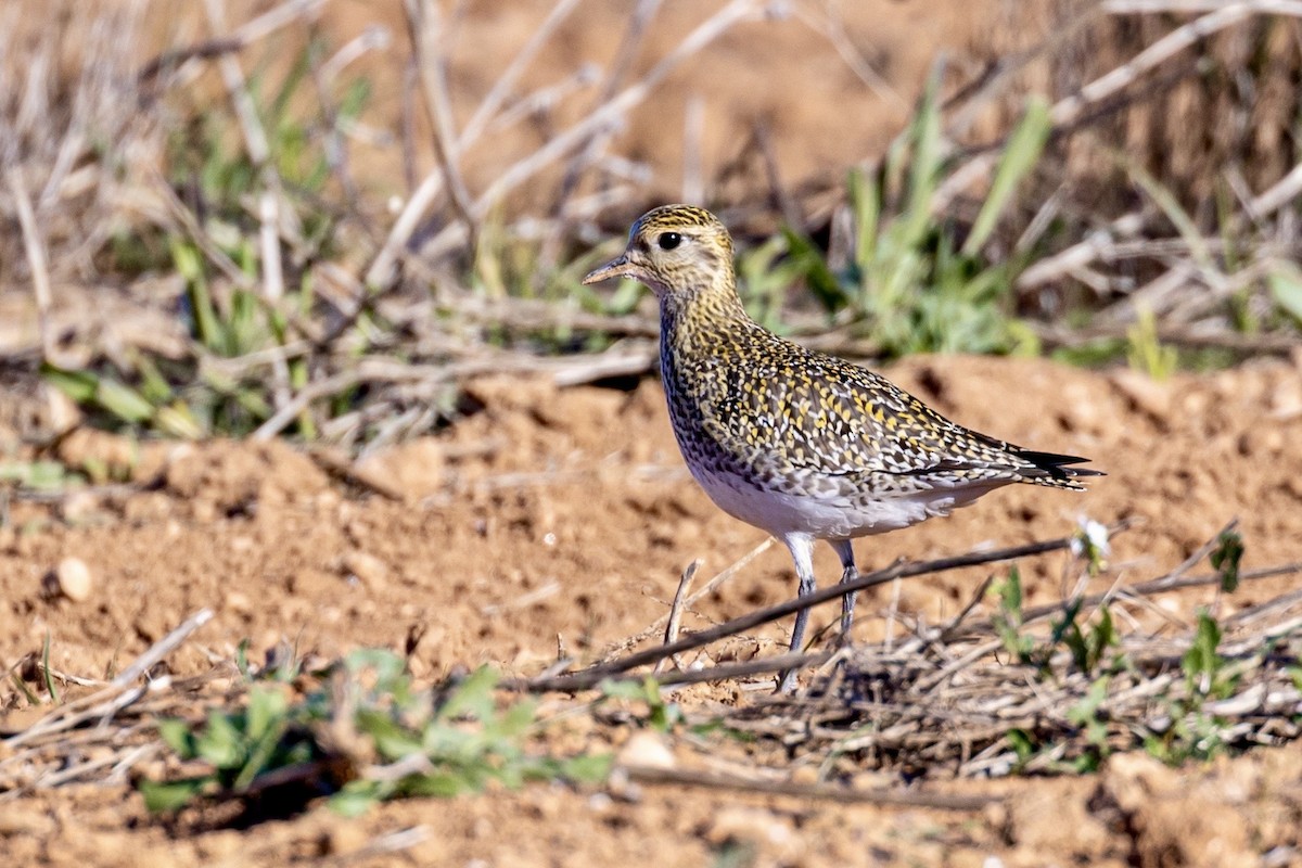 Сивка звичайна - ML645901090