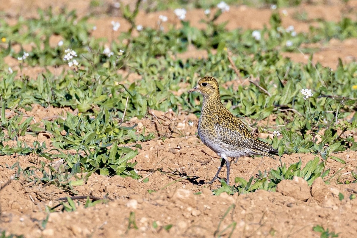 Сивка звичайна - ML645901091