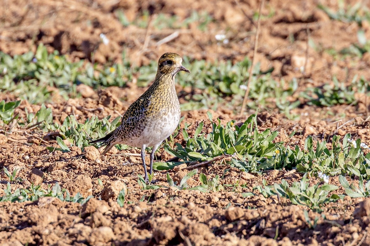 Сивка звичайна - ML645901092
