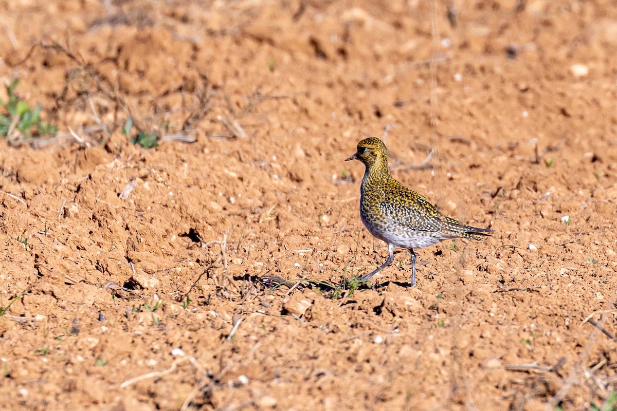 Сивка звичайна - ML645901093