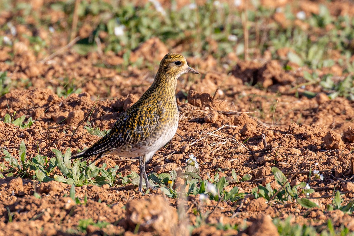 Сивка звичайна - ML645901094