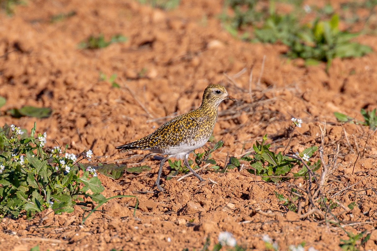 Сивка звичайна - ML645901095