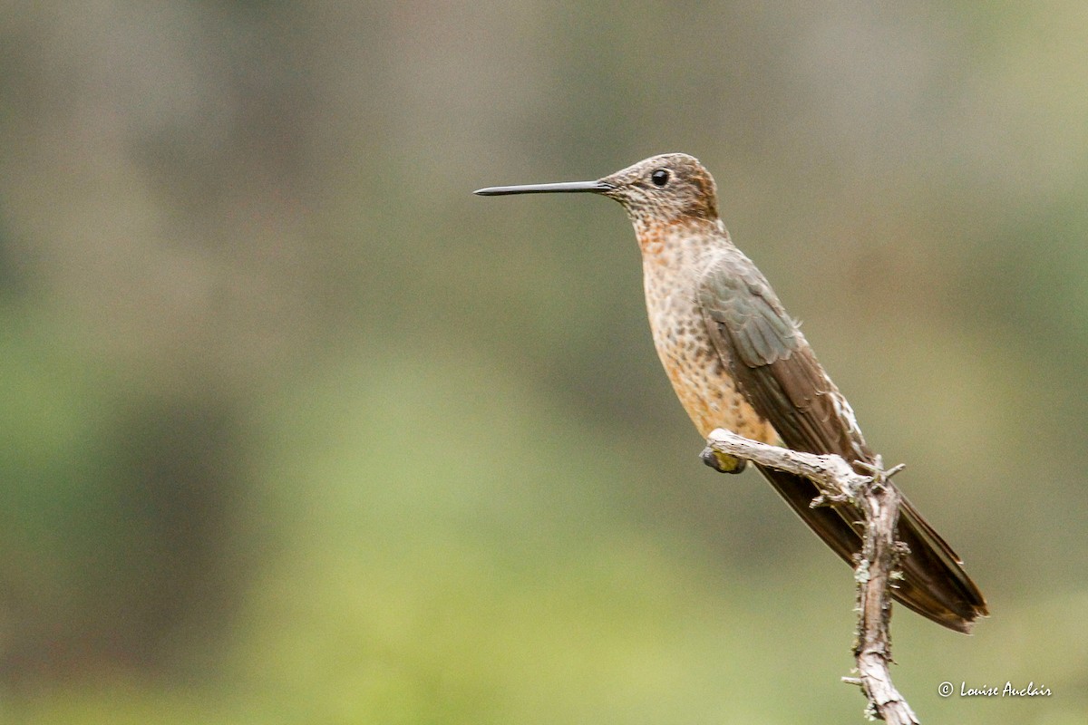 kolibřík velký - ML645901107