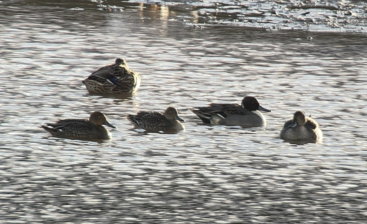 Northern Pintail - ML645901114