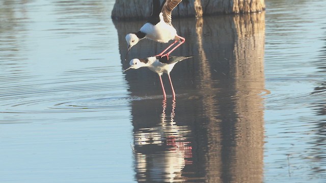 Pied Stilt - ML645901127