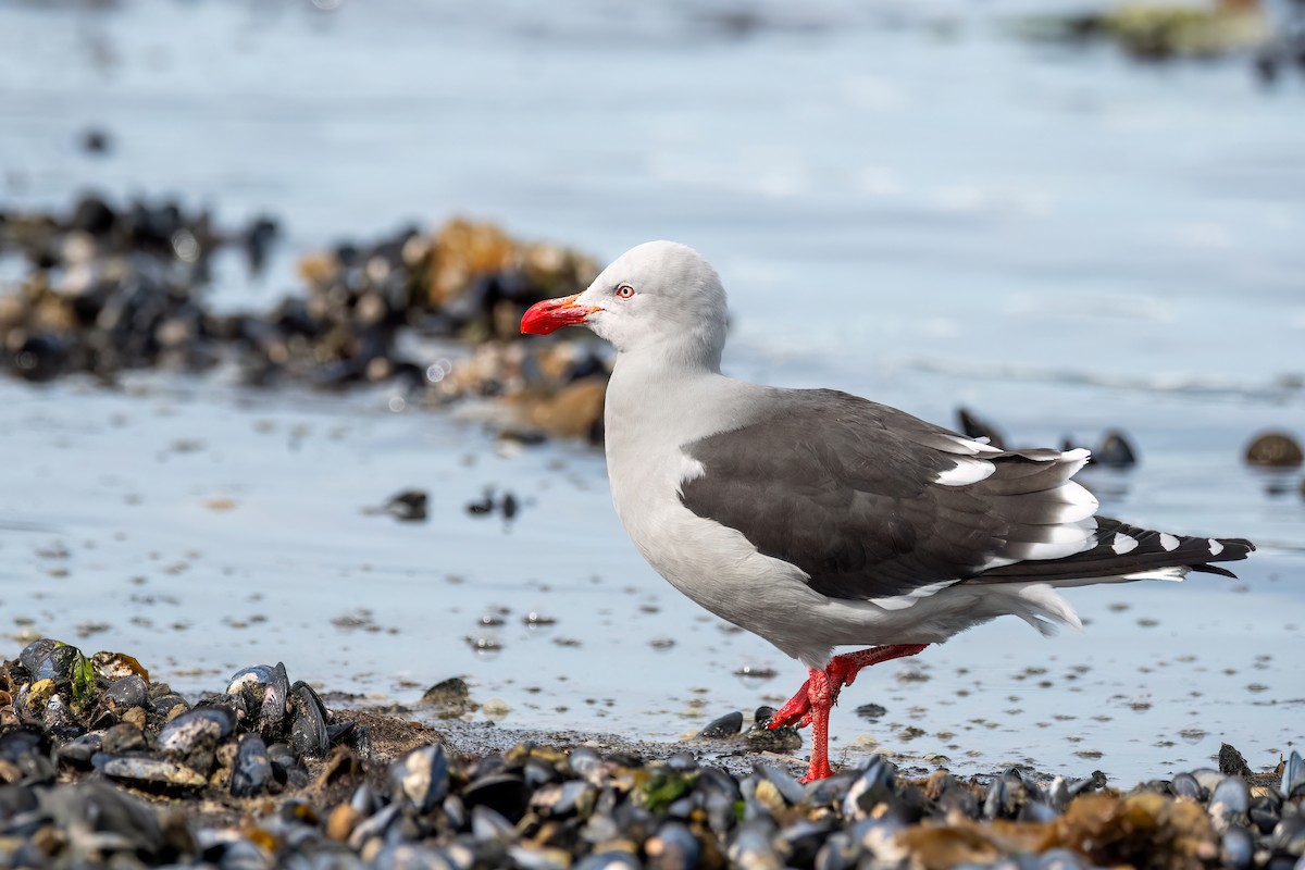 Dolphin Gull - ML645901145