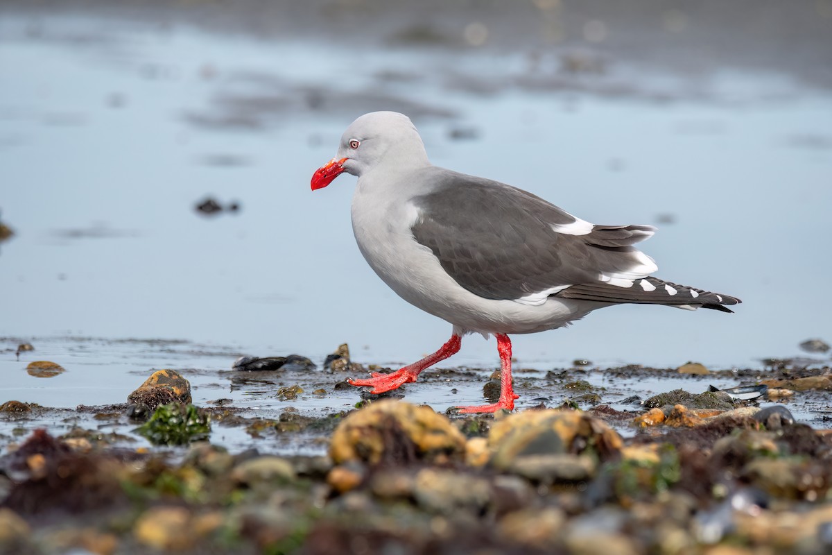 Dolphin Gull - ML645901146