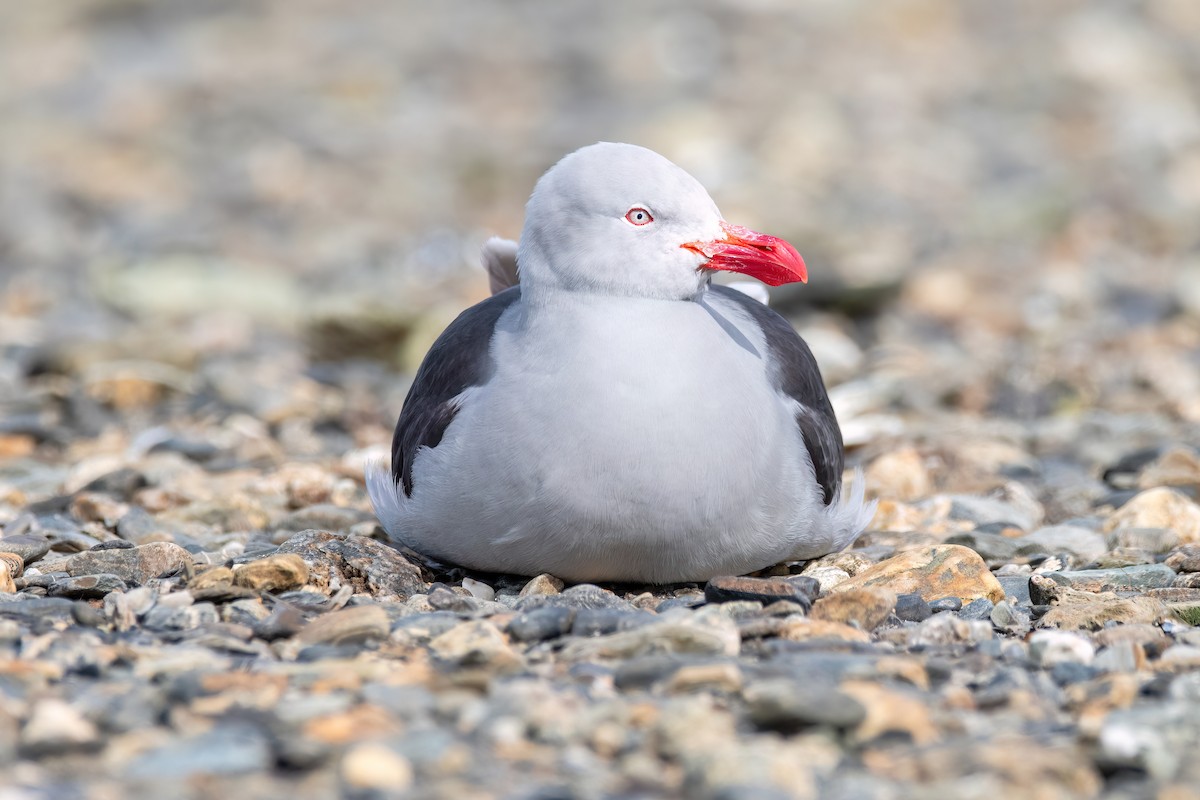 Dolphin Gull - ML645901147