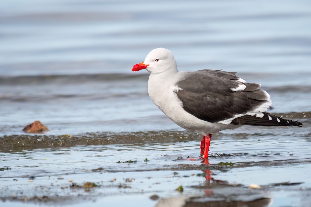 Dolphin Gull - ML645901148