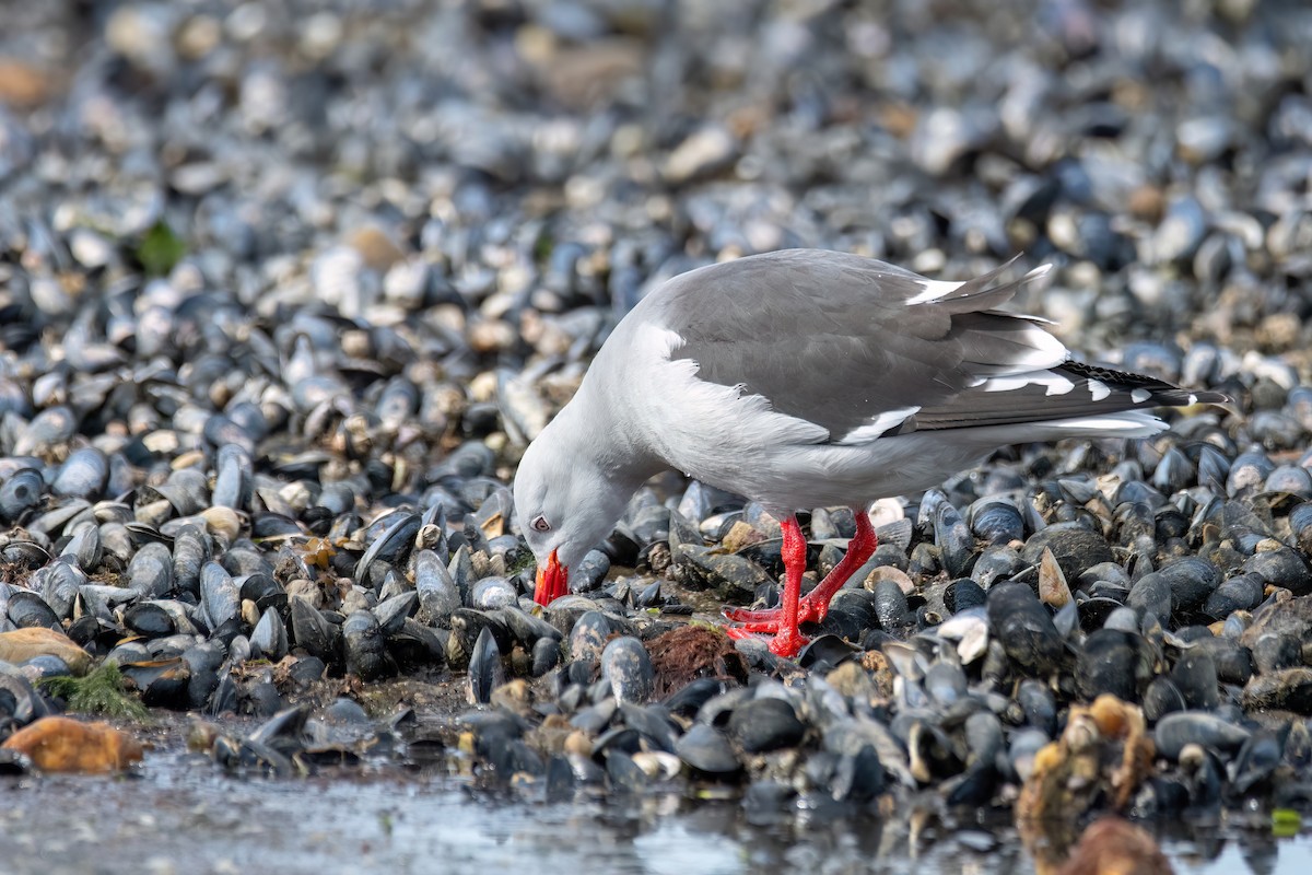 Dolphin Gull - ML645901149