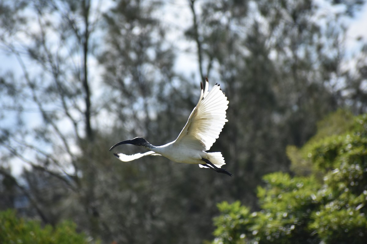 Australian Ibis - ML645901158